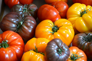 yellow, red, and dark colored tomatoes