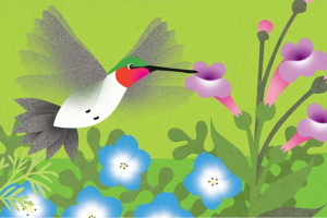 Hummingbird