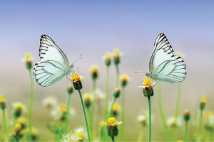 Butterflies on flowers 