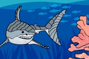 Shark
