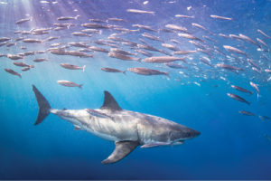 shark swimming under a school of fish