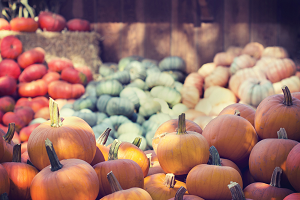Seminole pumpkins