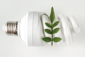 a small tree branch over a fluorescent bulb