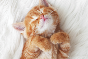 tabby cat