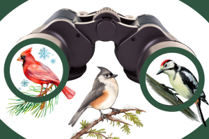 Bird watching count