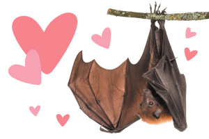 Bat Appreciation 