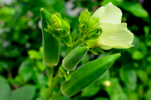 okra