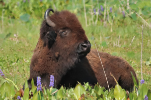 Celebrate Paynes Prairie