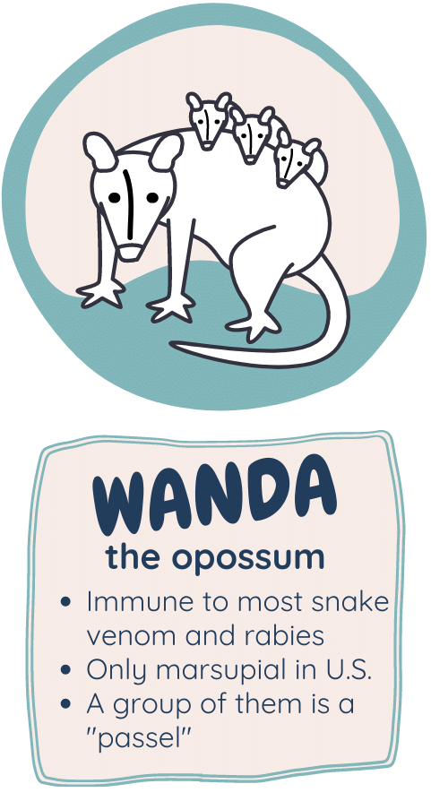 Image of Wanda the opossum with some fun facts beneath.