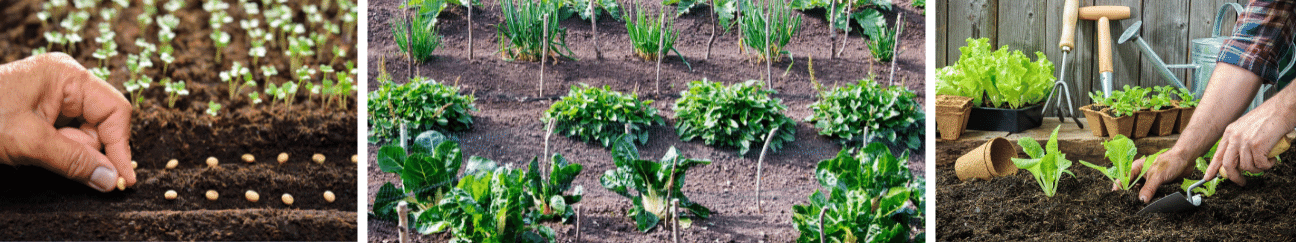 planting seeds, rows of plants, transplanting