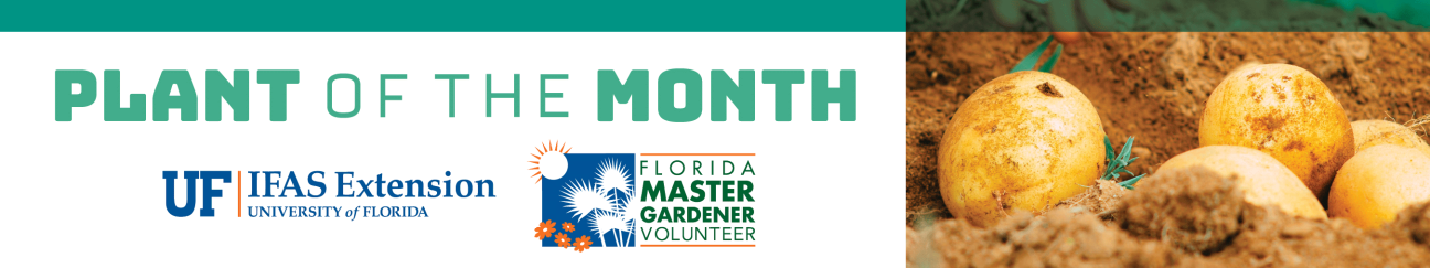 Plant of the Month by UF IFAS Extension and Florida Master Gardener volunteer with a photo of potatoes in the dirt on the ground