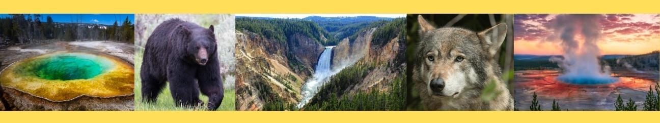 Yellowstone Park geysers, waterfall, bear, and wolf