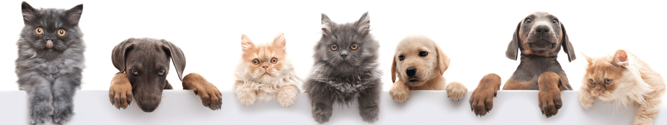 photo of cats and dogs with paws hanging over a wall