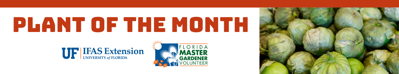 Plant of the Month tomatillo UF IFAS Extension University of Florida Florida Master Gardener Volunteer