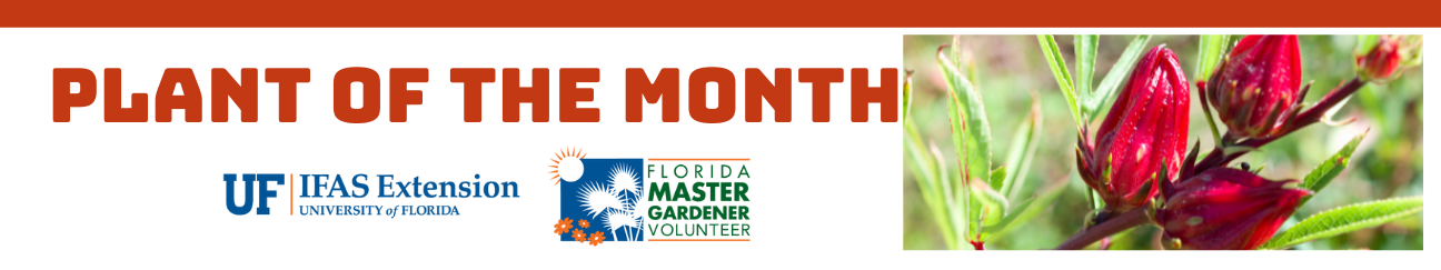 Plant of the Month UF IFAS Extension University of Florida Florida Master Gardener Volunteer image of roselle.