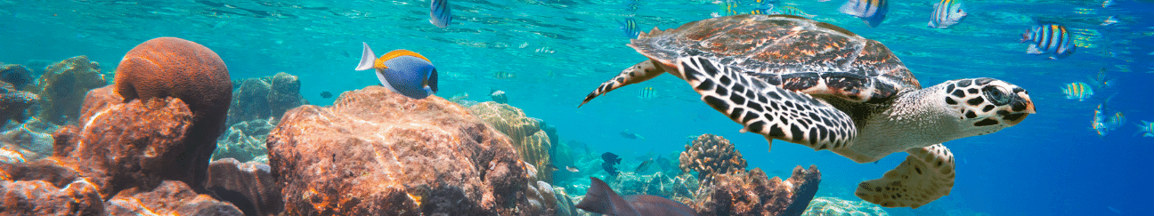 photo of coral reef surrounded by fish and a sea turtle