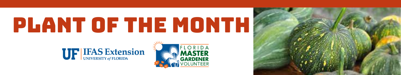 Seminole Pumpkin, Plant of the Month UF IFAS Extension University of Florida, Florida Master Gardener Volunteer