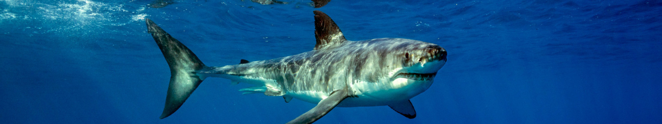 SharkWebheader