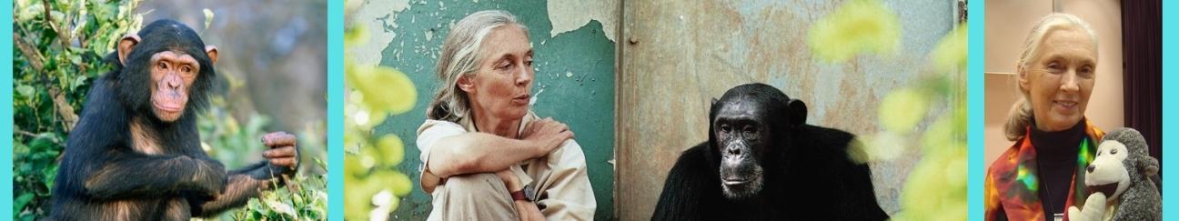 Jane Goodall and chimpanzees