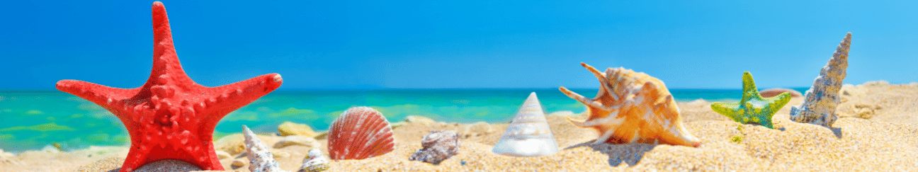 sea shells lined up on the shore with ocean horizon