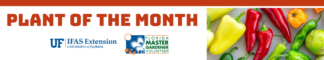 Plant of the Month UF IFAS Extension University of Florida Florida Master Gardener Volunteer featuring peppers