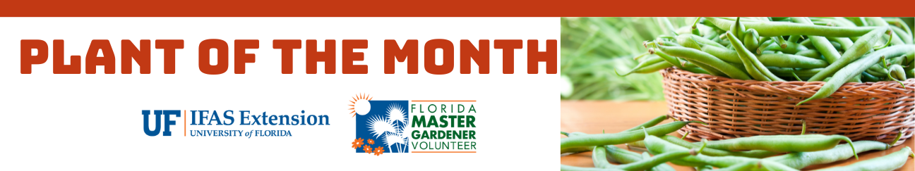 Plant of the Month: Green Beans presented by UF IFAS Extension University of Florida and Florida Master Gardener Volunteer