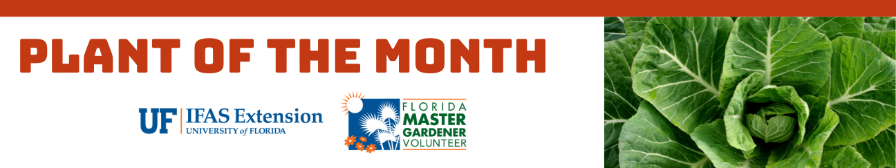 Plant of the Month: collard greens UF IFAS Extension University of Florida Florida Master Gardener Volunteer