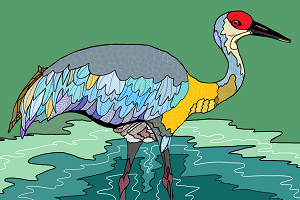 "Sandhill Crane" by Jenifer Dearinger, Digital Media