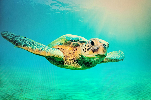 "Seaturtle" by Ginger Beck, Photography
