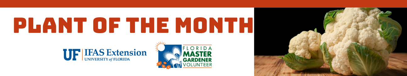 Plant of the Month UF IFAS Extension University of Florida and Florida Master Gardener Volunteer featuring cauliflower