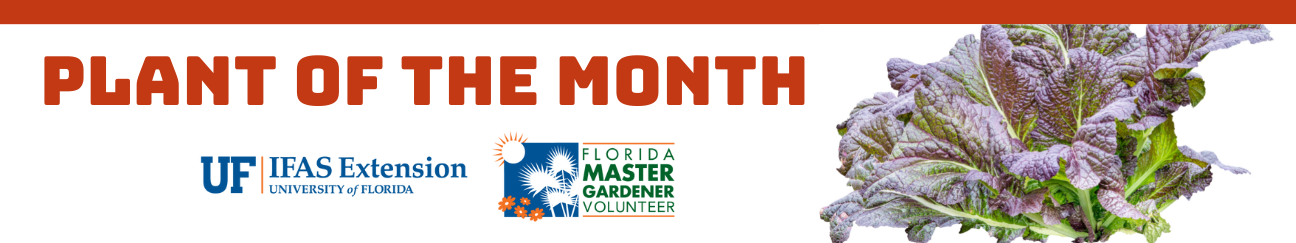 Plant of the Month UF IFAS Extension University of Florida and Florida Master Gardener Volunteer text illustration with image of mustard greens