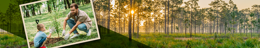 sun setting behind a forest with an overlaid image of an adult and child planting a tree outside