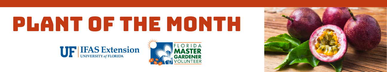 Plant of the Month by UF IFAS Extension University of Florida and Florida Master Gardener Volunteer featuring passion fruit