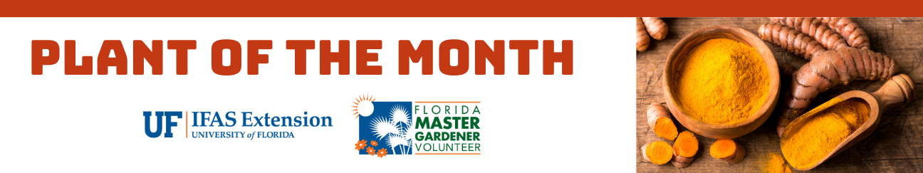 Plant of the Month UF IFAS Extension University of Florida and Florida Master Gardener Volunteer featuring tumeric