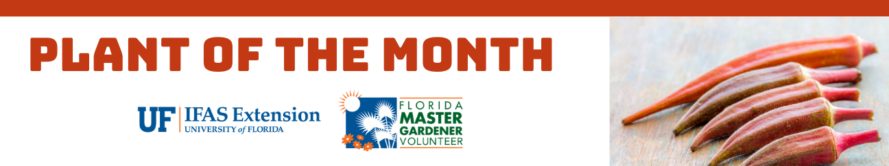 Plant of the Month UF IFAS Extension at the University of Florida and Florida master Gardener Volunteer feature okra