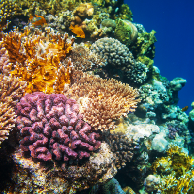 Coral 400x400
