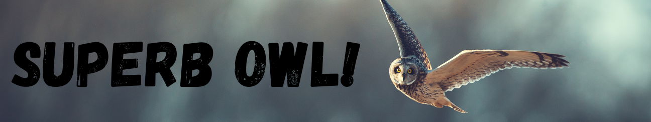 Superb owl banner