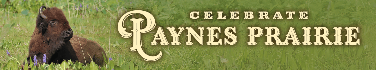 Paynes Prairie