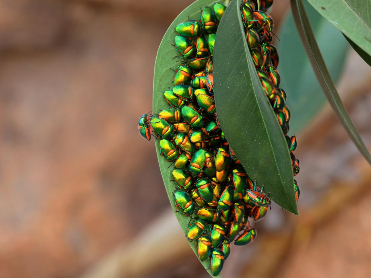 Green Jewel Bugs