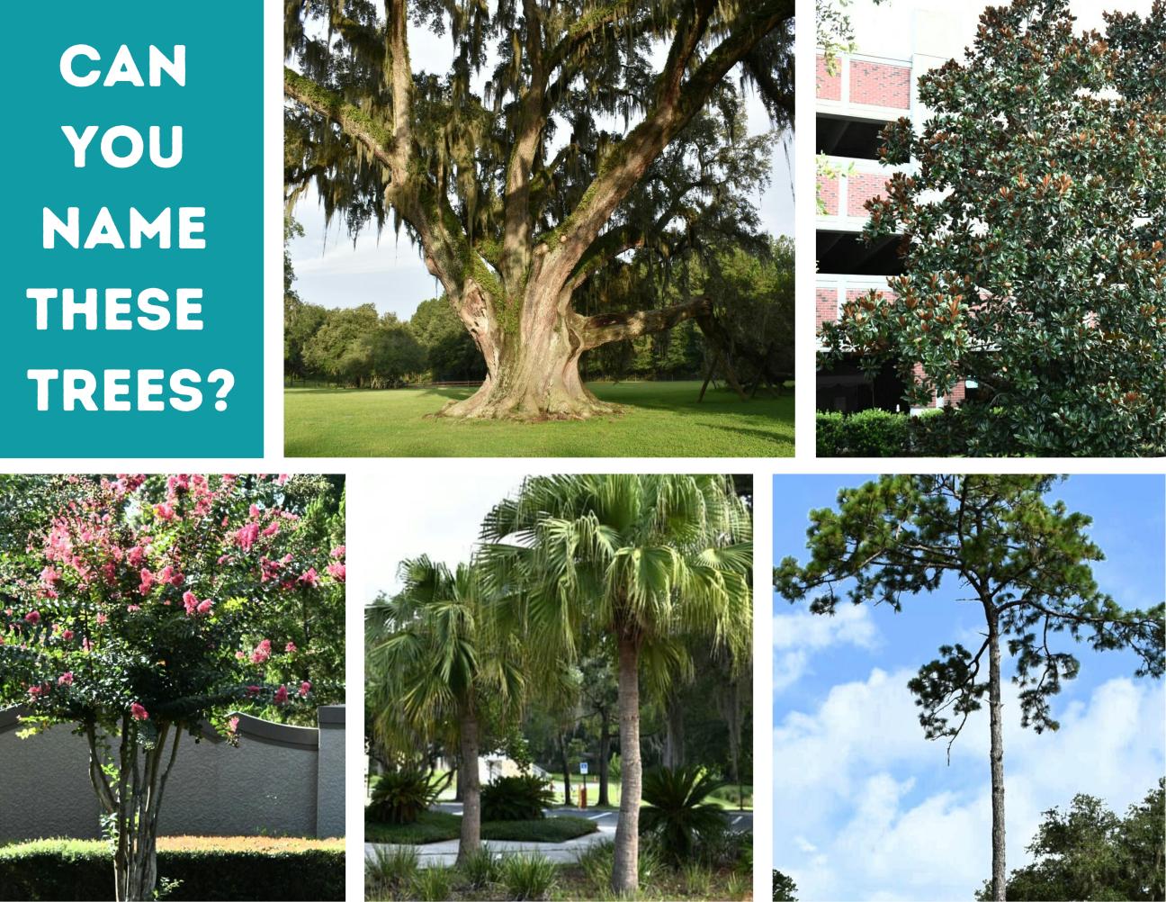 Five trees in the neighborhood images of trees
