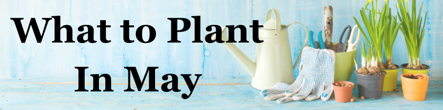 What to Plant in May What to Plant in May