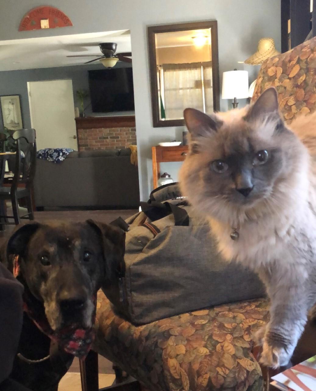 Courtney's Arlo and Bella Courtney's Arlo and Bella
