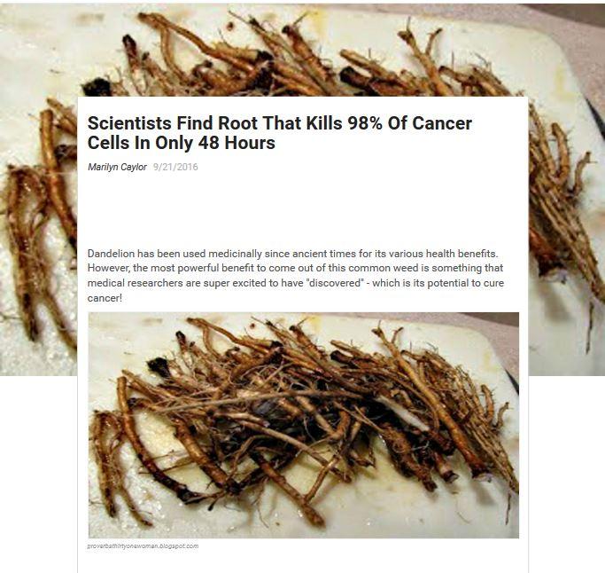 Article on health benefits of dandelion roots