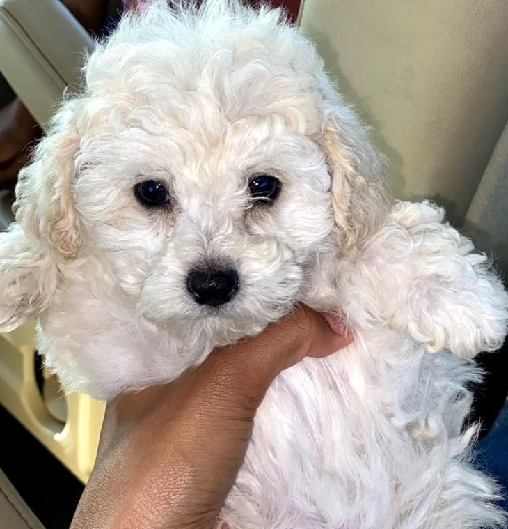 Cheryle's Grandpuppy Cheryle's Grandpuppy