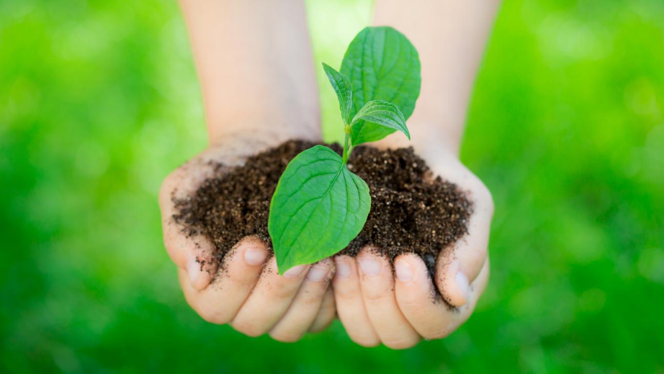 child's hands holding sprouting plant