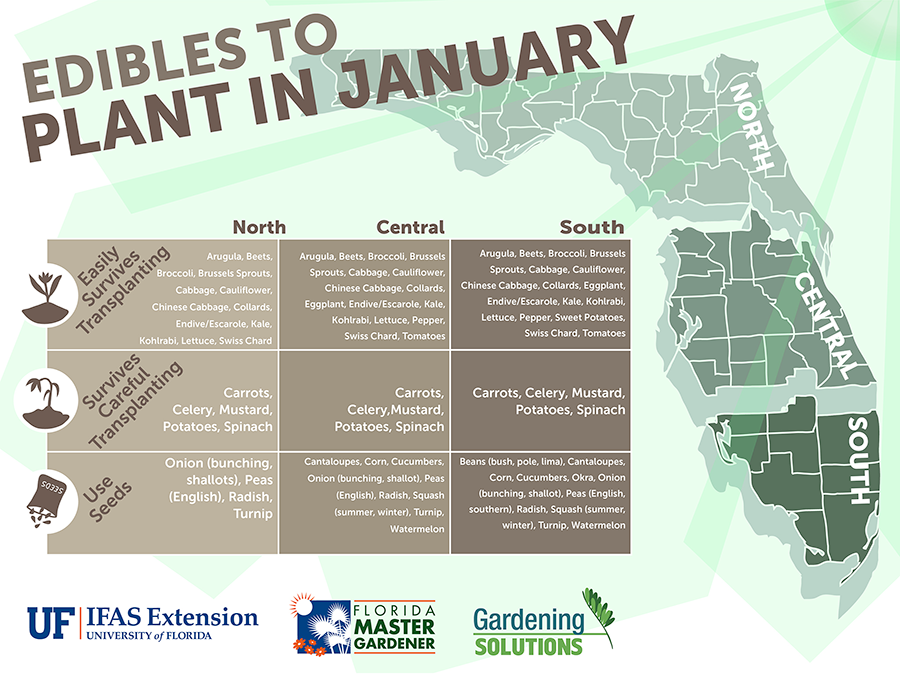 Edibles to Plant in January