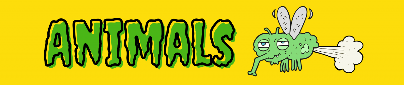 Animals header text: animals, image: farting fly