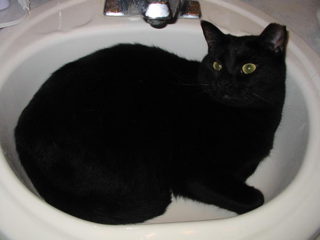 Guylene's feline rescue Salem Guylene's feline rescue Salem