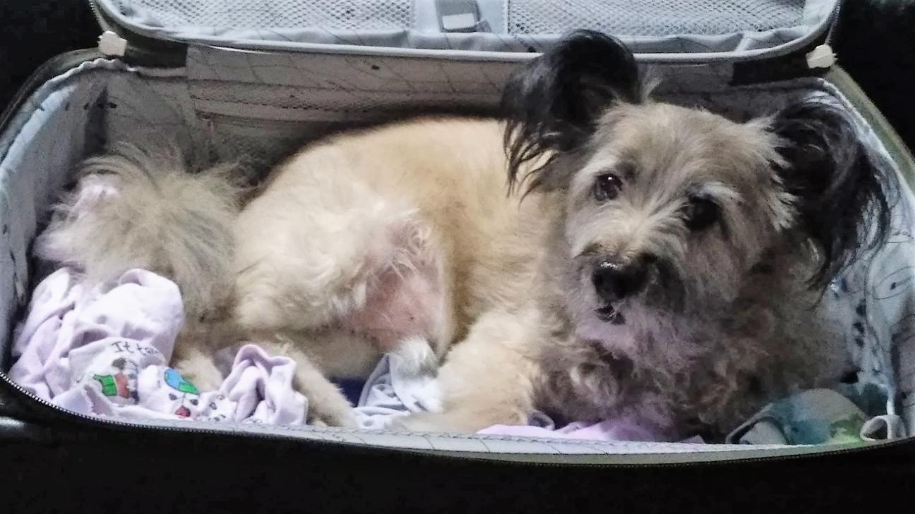 Guylene's rescue Lenny Guylene's rescue Lenny