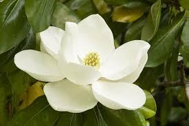 Image Magnolia Flower